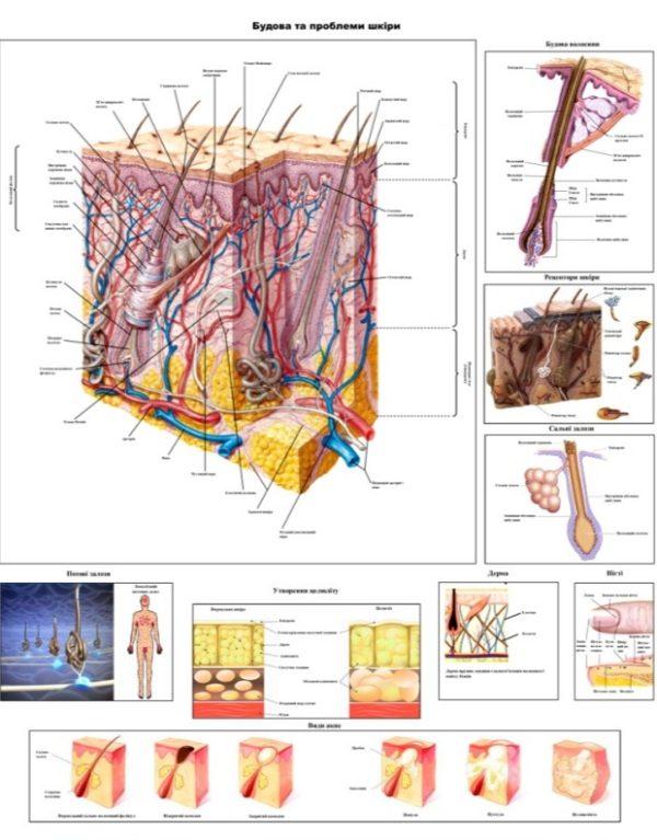 anatomichnyi plaka