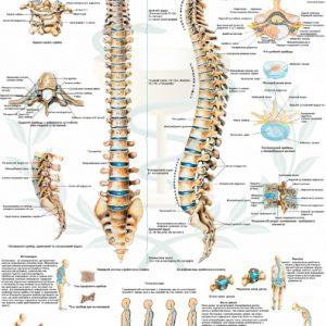 Навчальний анатомічний плакат Хребет людини