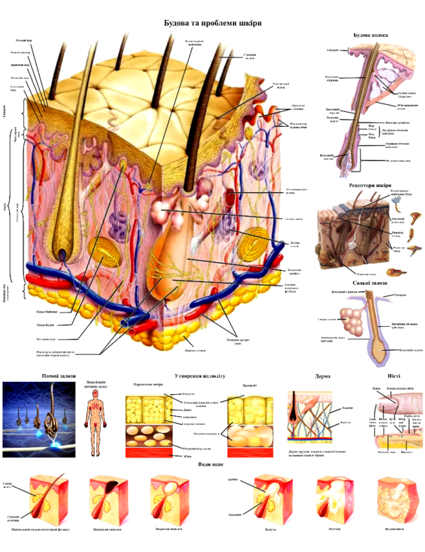 Анатомічний плакат - Будова і проблеми шкіри