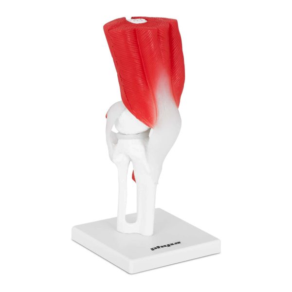 колінний суглоб із м'язати та зв'язками -анатомічна модель 3D