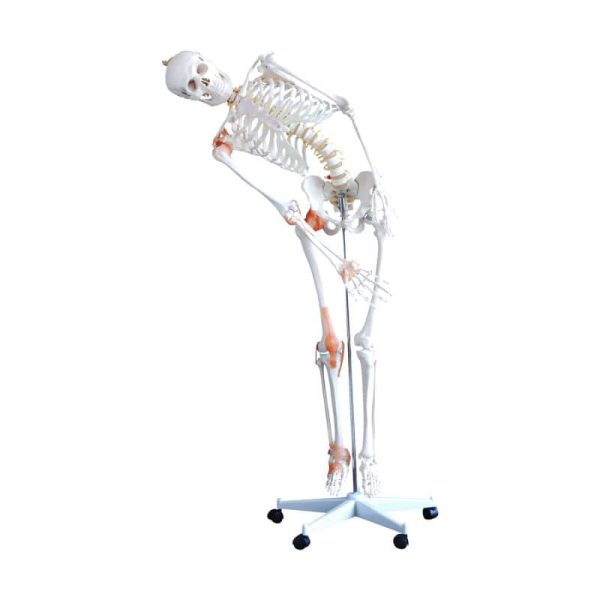 Анатомічна модель скелета людини