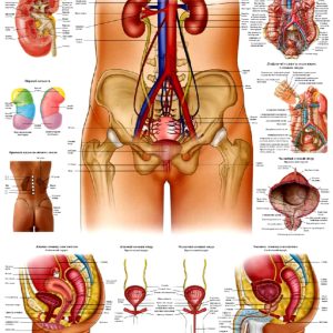 anatomicznyi plakat seczovydilna systema