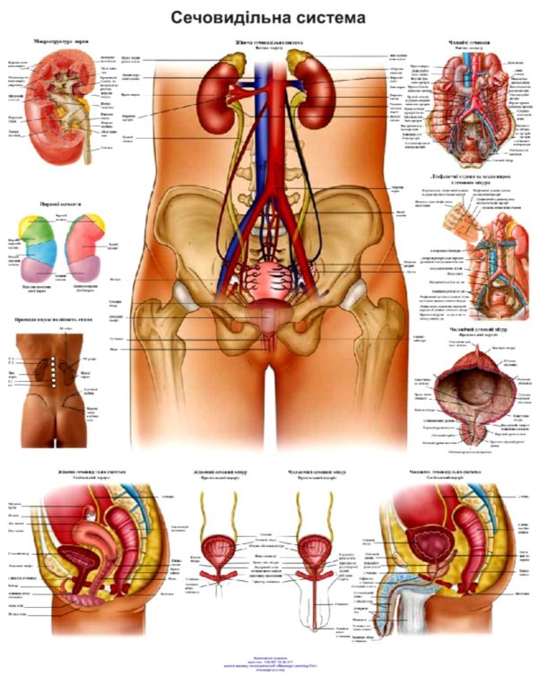 anatomicznyi plakat seczovydilna systema