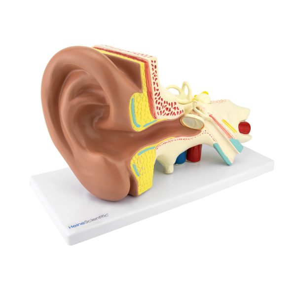 Анатомічна модель будови вуха