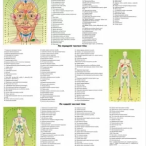 Плакат діагностичної  проекції зон внутрішніх органів