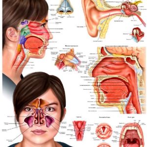 Плакат - Анатомічна будова вуха, горла і носа