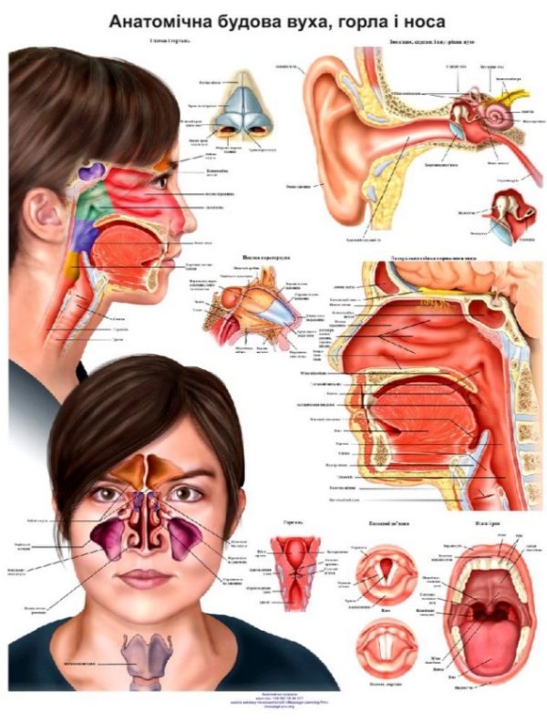 Плакат - Анатомічна будова вуха, горла і носа