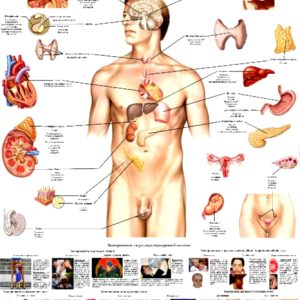 Плакат ендокринної системи людини