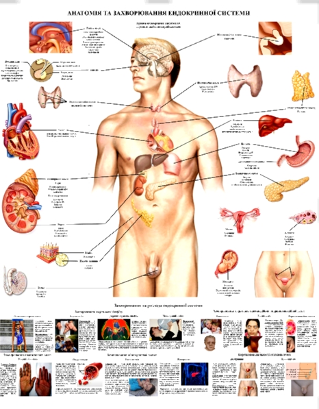 Плакат ендокринної системи людини