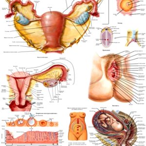 анатомічний плакат репродуктивної системи жінки