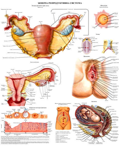 анатомічний плакат репродуктивної системи жінки