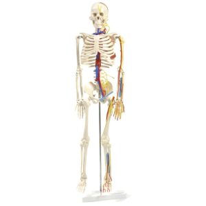Модель cкелета людини із серцем і судинами