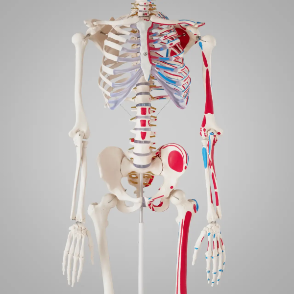 модель скелет людини із суглобами