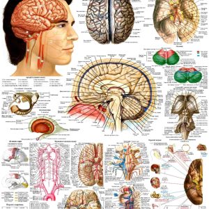 Анатомічний плакат Мозок людини 