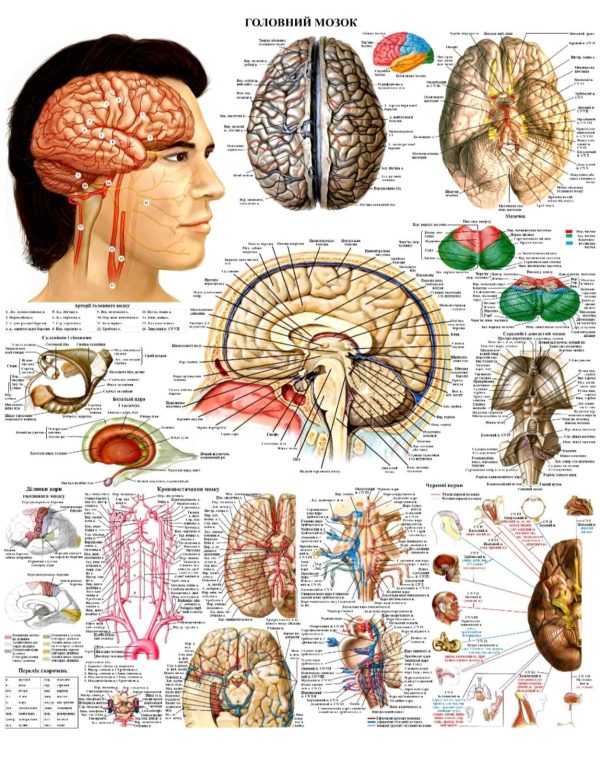 Анатомічний плакат Мозок людини 