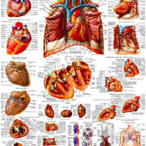 Плакат анатомія серця