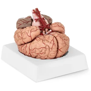 Анатомічна модель мозку