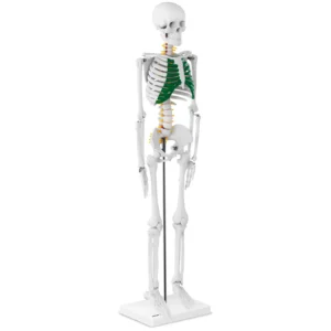 Анатомічна модель Скелет людини