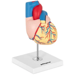 анатомічна модель серця