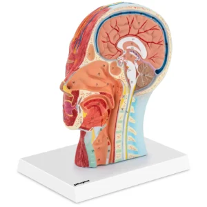 Голова і шия - анатомічна модель