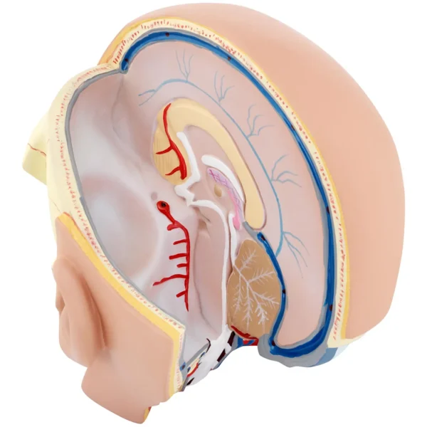Голова і мозок - анатомічна модель
