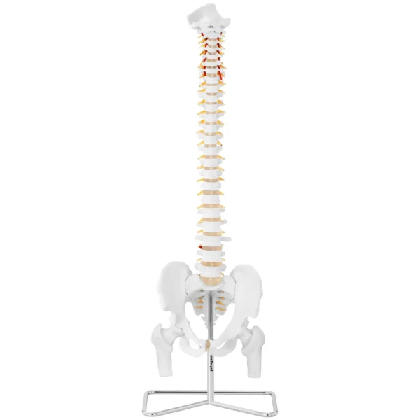 Хребет з чоловічим тазом - анатомічна модель
