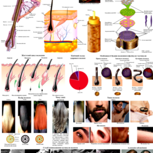Демонстраційний плакат будови волосини