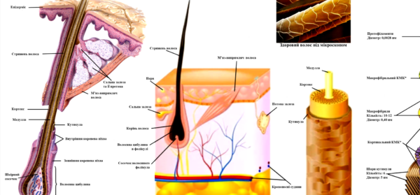 Демонстраційний плакат будови волосини