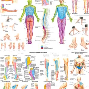Анатомічний плакат Шкірна сенсорна іннервація тіла людини