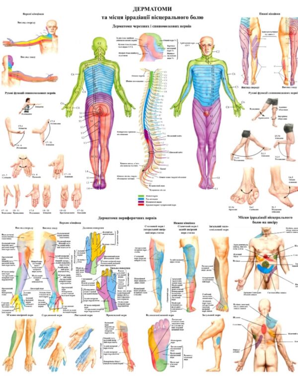 Анатомічний плакат Шкірна сенсорна іннервація тіла людини