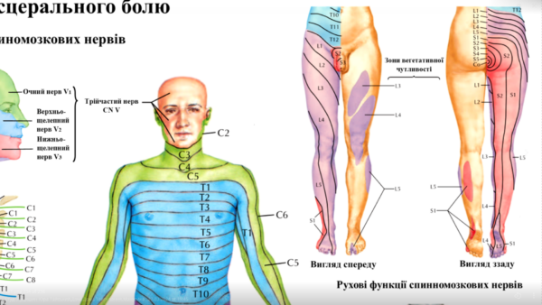 Анатомічний плакат Шкірна сенсорна іннервація тіла людини