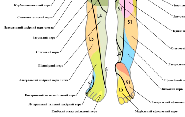 Анатомічний плакат Шкірна сенсорна іннервація тіла людини
