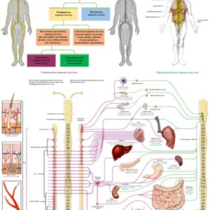 плакат Вегетативна нервова система