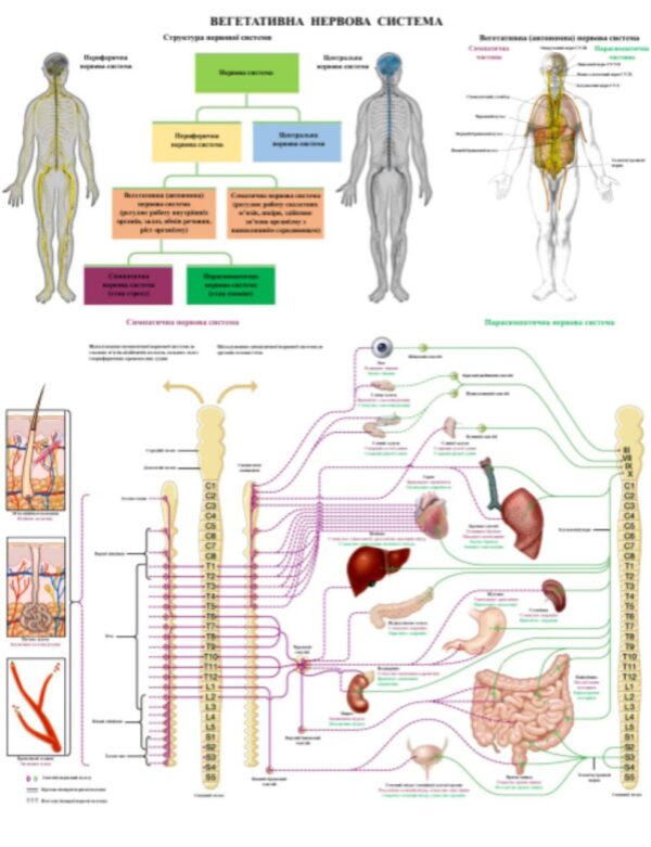 плакат Вегетативна нервова система