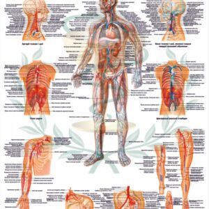 Плакат Судинна система людини