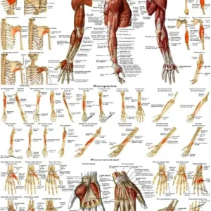 Анатомічний плакат «М’язи верхніх кінцівок»