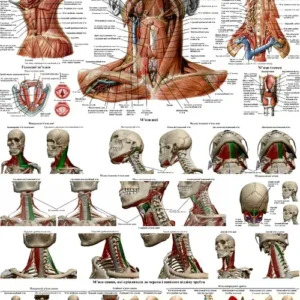 Анатомічний плакат «М’язи шиї» — візуальний навчальний інструмент для медичних та освітніх цілей