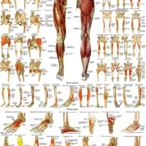 Анатомічний плакат М'язи ніг