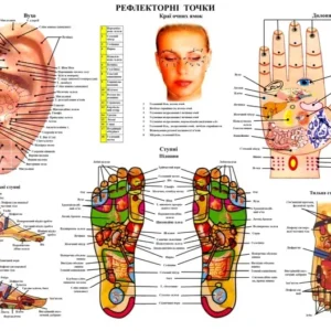 Навчальний плакат «Рефлекторні зони стоп, рук і вух»