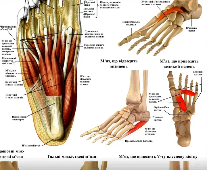 Анатомічний плакат «М'язова система людини» - Зображення 2