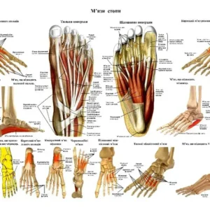Анатомічний плакат «М'язова система людини»