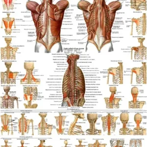 Анатомічний плакат М'язи спини людини
