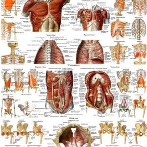 Анатомічний плакат "M'язи живота і грудної клітки"