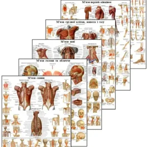Комплект анатомічних плакатів 6 шт 67х86 см