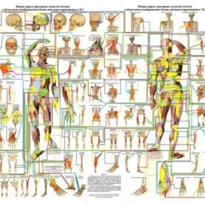 Комплект із 2-х плакатів Повна карта тригерних пунктів з областями відбитого болю 119*86 см